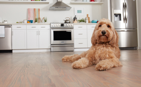 Light color luxury vinyl in kitchen with Golden Doodle laying down